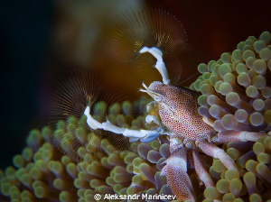 Dance with fans.
Anemone crab by Aleksandr Marinicev 